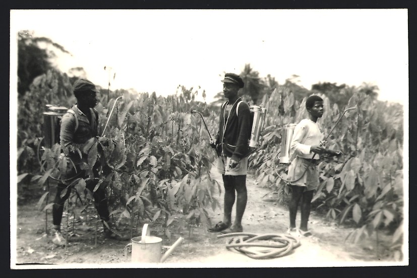 Photograph Africa, Plantation Workers Spraying Pesticide Insecticide