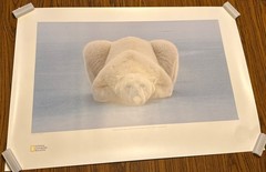 Lot Of 2 National Geographic Polar Bear At Ease 36″X24″ Numbered Lithographs