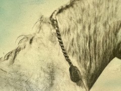 ANTIQUE 1913 Photograph PERCHERON Draft HORSE Grand Champion CA STATE FAIR