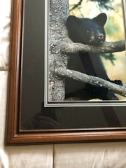 «BLACK BEAR CUB CHIN UP» OPEN EDITION FRAMED PHOTOGRAPH BY CHET DOWELL