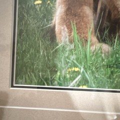 Thomas Mangelsen “Images of Nature – Fox Family” signed framed color photo