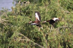 Black Bellied Whistling Duck Photo, Pick One Image – Various Sizes