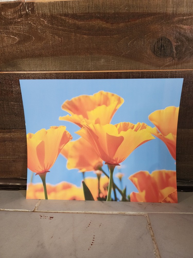 8×10 Original California Poppy Field Photo Print – Vibrant Orange Flower Nature