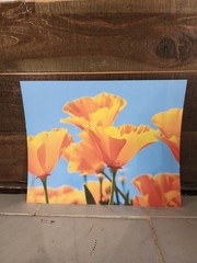 8×10 Original California Poppy Field Photo Print – Vibrant Orange Flower Nature