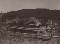 c1900/72 Vintage EDWARD CURTIS Photo Gravure Native American Indian Horse Corral