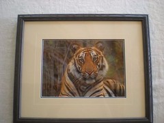 Thomas D. Mangelsen «Survivor-Bengal Tiger» Out of Print, Original Photo signed