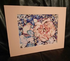 Matted Photograph: Rose Whispers