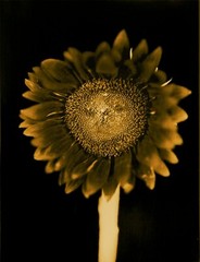 CHUCK CLOSE ‘Sunflower’, 2006/2011 SIGNED Photograph 24 x 18 in. #32/60 **NEW**