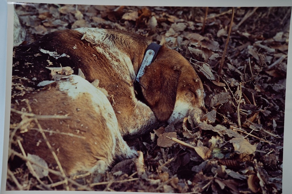 Vintage Film Photo France Hunting Horse Dog 24x30cm 1970