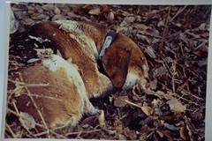 Vintage Film Photo France Hunting Horse Dog 24x30cm 1970