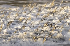 Seascape / Birds photography print Sunset photo nature wall decor
