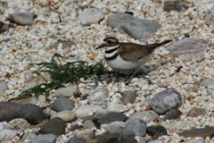 Killdeer Nesting and with day old Young Photo- Pick one Image – Various Sizes