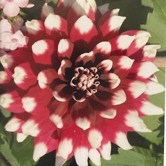 Flowers Photography by: “Muggs” Margolis Framable Art 5 X 7