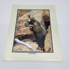 PHOTOGRAPHY Art Prints Lot 3 Vintage Nature Photos – Deer, Gorilla, Marmot – HW