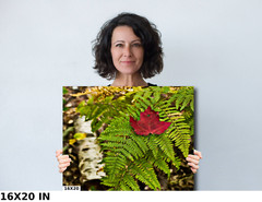 Fall in Keweenaw michigan fern autumn fine art Photography Ansel Adams