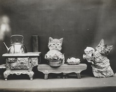 cat kitten kitty art print Harry Whittier Frees 8×10 vintage photo picture #13