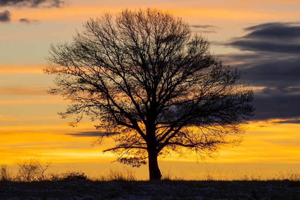 «Tree of Life» Kansas Sunrise 2023 (24 x 30″ Metal Photo Print)