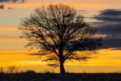 «Tree of Life» Kansas Sunrise 2023 (24 x 30″ Metal Photo Print)