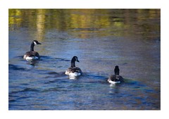 Three Canadian Geese Swimming, High Resolution Image, Many Formats, TV Art