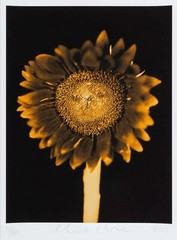 CHUCK CLOSE ‘Sunflower’, 2006/2011 SIGNED Photograph 24 x 18 in. #32/60 **NEW**