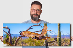 Superb Owl: Birds of Prey Wildlife Sonoran Desert Owl Bird Metal Canvas Print