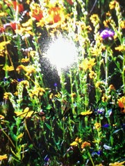 Thomas Mangelsen 10”x14” Framed Signed Piece SCENT OF SPRING picture 27931014FN