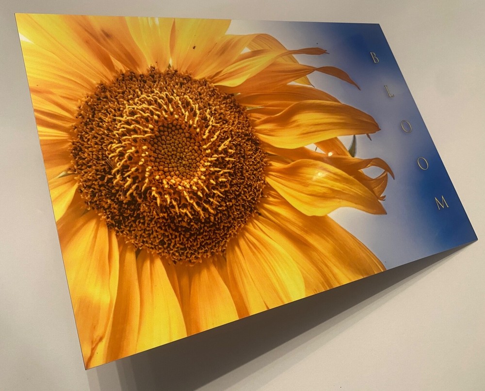 Sunflower «Bloom» Original Signed / Framed Photograph 8×12