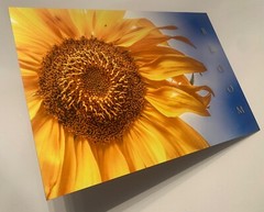 Sunflower «Bloom» Original Signed / Framed Photograph 8×12