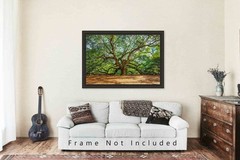 Nature Photography Print | Angel Oak Tree Picture | South Carolina Wall Art