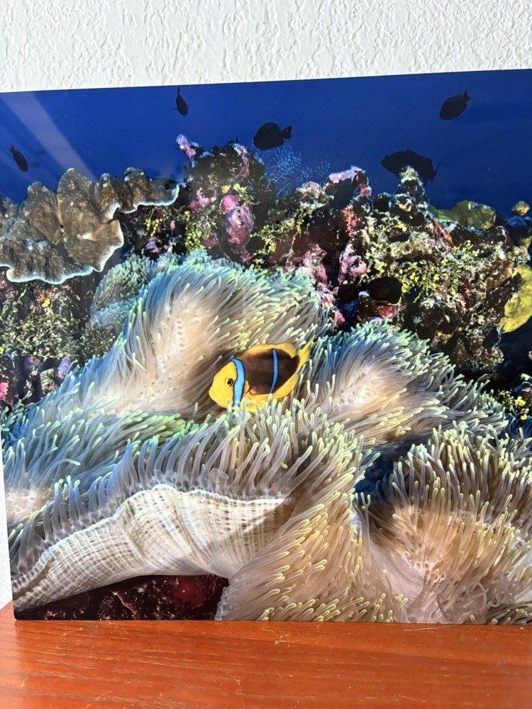 Craig Dietrich Underwater Photography SIGNED on 12” x 12” Aluminum Panel / Tile