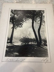 1950s “Autumn Sunlight” By AR Jr Evanston Illinois IL Art Foliage PHOTO 16×20”