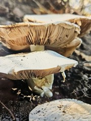 Woodland Forest Mushrooms Photo by Audra Deane 5×7 Framed Original Nature Art