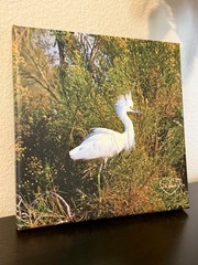 Photograph of crane on canvas, ready to hang 8 x 8