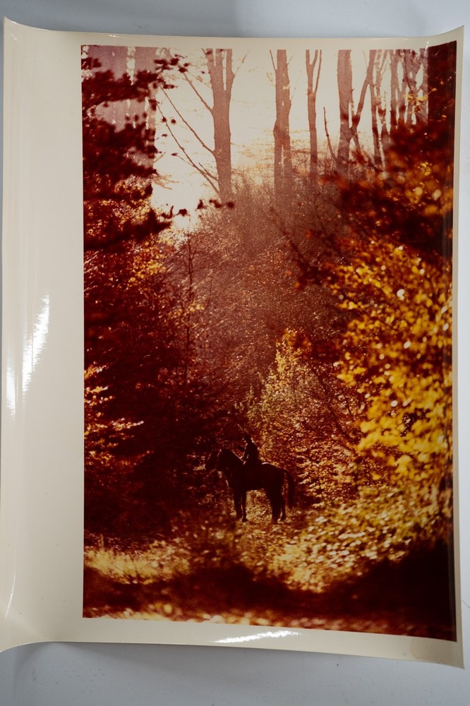 Vintage Analog Photo France Hunting Dogs Equitation 20X30CM 1970