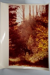 Vintage Analog Photo France Hunting Dogs Equitation 20X30CM 1970