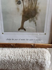 Gold Framed 8×10 Photo Of Deer In FL Wildlife Nature Animal Lover Emerson Quote