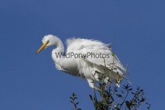 Great Egret Photo, Pick One Image – Various Sizes