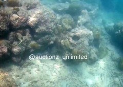 Digital Image Picture Photo Pic Andaman India underwater coral life scuba AND024