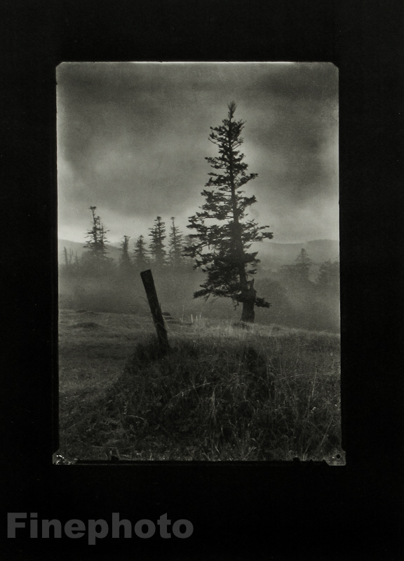 1955/78 JOSEF SUDEK Vintage Czech Photo Gravure Mionsi Pine Tree MOODY LANDSCAPE