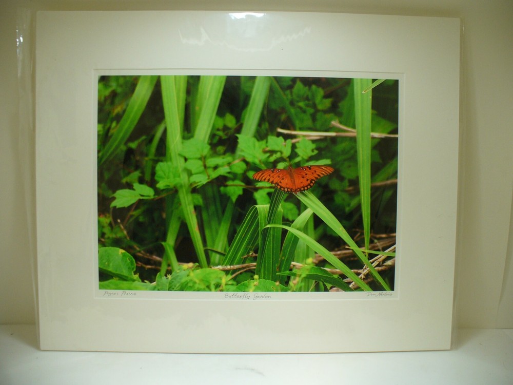 MATTED PHOTOGRAPHY Butterfly Garden in Paynes Prairie By Dom Martino 20x16in