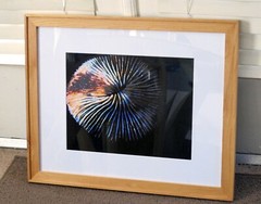 FRAMED MATTED 15.5 x 19.5 Digitally Rendered Photo Art Print «Mushroom Coral»