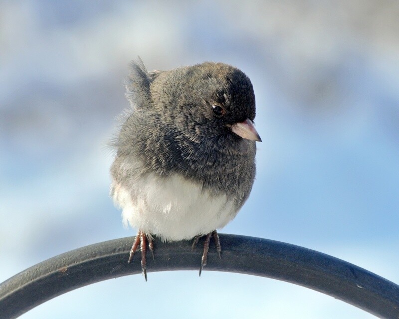 Art Photograph 8×10 Glossy Slate Colored Junco Bird Artist Signed