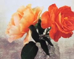 Two Roses Framed Photograph 8×10 Peach Orange Roses Textured Finish Gold Frame