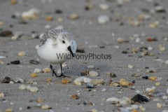 Sanderling Photo, Pick One Image – Various Sizes