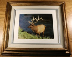Abi Garaman Framed Photo Lot of 4 – Wildlife Antelope Moose Elk Jackson Hole WY
