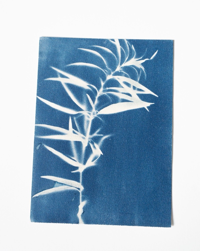 Plant|Cyanotype Botanical Print | Handmade Blue Photographic Art | 15×20 cm
