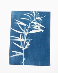 Plant|Cyanotype Botanical Print | Handmade Blue Photographic Art | 15×20 cm