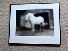 Mary Ludington Signed 1995 Framed Horse Photograph Fine Art B&W Equine 29.5×23.5