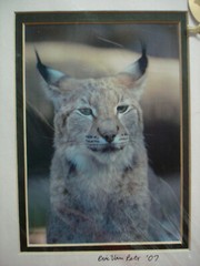 8″x10″ Matted Lynx Portrait Art by Eric Van Pelt 2007
