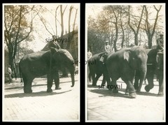 2x Circus Strasbourg 1929 – Elephant Parade – 1920s – Photo 6x8cm